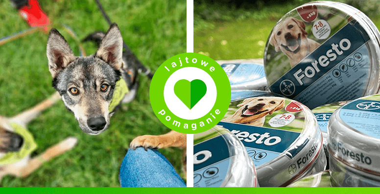 Obroże Foresto dla psów z Ukrainy zostały zakupione w ramach programu lajtowe pomaganie