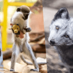 Pomagamy dalej – wspieramy Fundację ADA