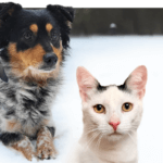 Razem wspieramy Fundację dla zwierząt Puszatek